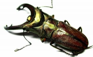 n002 Lucanidae: Cyclommatus zuberi male 59.  5mm 2