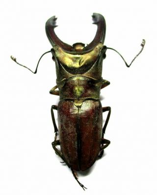 n002 Lucanidae: Cyclommatus zuberi male 59.  5mm 4