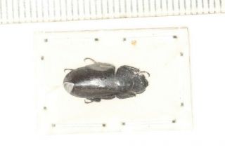 Beetle Lucanidae Dorcus Heyangi F Tibet
