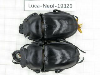 Beetle.  Neolucanus Sp.  China,  Yunnan,  Mt.  Fenshuiling.  2m.  19326.