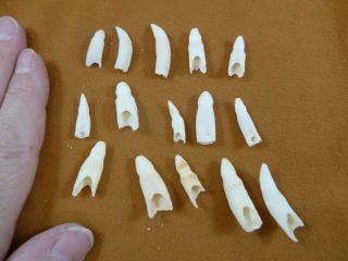 (g370 - 17) 15 Gator Alligator Aligator Tooth Teeth Make Own Jewelry Mixed Sizes