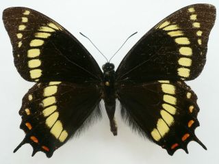 Papilio Scamander Grayi Male From Rio Grande Do Sul,  South Brazil