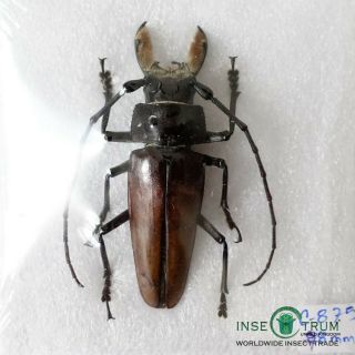 Cerambycidae - Callipogon Barbatus Male | Q.  Roo,  Mex | Papered | A - 78mm