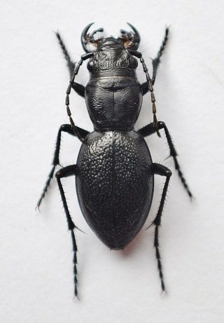 Carabidae,  Cicindelinae: Omus Audouini (audouin 