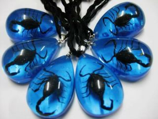 12pcs Real Black Scorpion Dream Blue Cool Fine Gift Cool Pendant