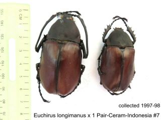 Euchirus Longimanus X 1 Pr - Ceram - Indonesia 7 1 Or 2 Legs May Be Re - Attached