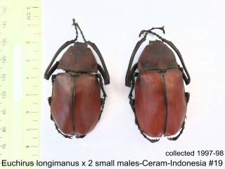 Euchirus Longimanus X 2m - Ceram - Indonesia 19 1 Or 2 Legs May Be Re - Attached