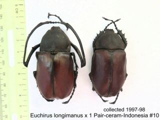 Euchirus Longimanus X 1 Pr - Ceram - Indonesia 10 1 Or 2 Legs May Be Re - Attached