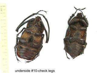 Euchirus longimanus x 1 Pr - Ceram - Indonesia 10 1 or 2 legs may be re - attached 2