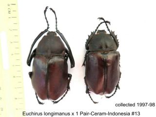 Euchirus Longimanus X 1 Pr - Ceram - Indonesia 13 1 Or 2 Legs May Be Re - Attached