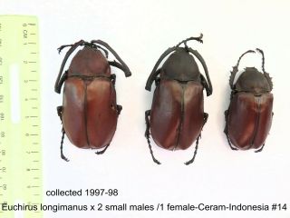 Euchirus Longimanus X 3m/1f - Ceram - Indonesia 14 1 Or 2 Legs May Be Re - Attached