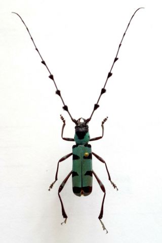 Rare Cerambycidae: Rosalia Lameerei Male - Doi Saket,  Chiang Mai,  Thailand A1