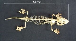 Squamata: Gekko Gecko Skeleton (tokek)