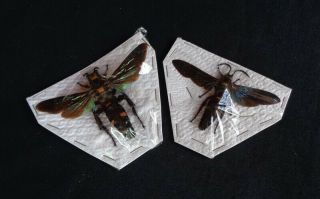 Hymenoptera: Megascolia Procer Pair