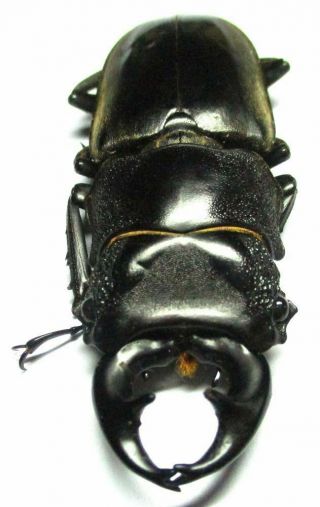 M047 Lucanidae: Prosopocoilus Lumawigi Male 54mm