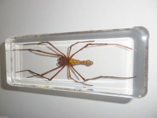 Giant Wood Spider Nephila Maculata 110x43x30 Mm Block Education Insect Specimen