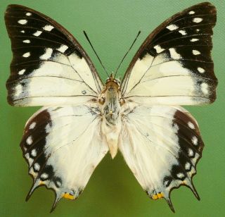 Polyura Galaxia Florensis Male From Flores Isl Repaired