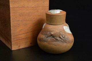 T6533: Japanese Old Seto - Ware Shell Sculpture Tea Caddy Chaire Container W/box