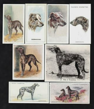 8 Different Vintage Scottish Deerhound Tobacco/cigarette Dog Cards