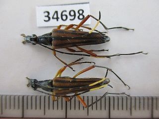 34698.  Unmounted Insects: Cerambycidae Sp.  North Vietnam.