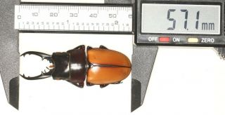 Lucanidae Prosopocoilus Lafertei 57.  1mm Vanuatu