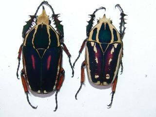 Mecynorrhina Ugandensis 2 Males 50 Mm,  45 Mm