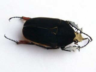 Mecynorrhina Ugandensis,  Male 59 Mm