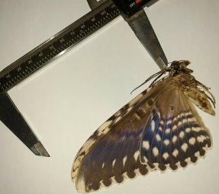Noctuidae/moth Thysania Agrippina Sp Code 141 From Peru