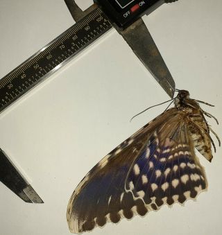 Noctuidae/moth Thysania Agrippina Sp Code 139 From Peru