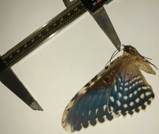 Noctuidae/moth Thysania Agrippina Sp Code 134 From Peru