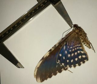 Noctuidae/moth Thysania Agrippina Sp Code 129 From Peru