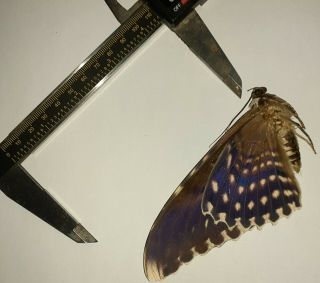 Noctuidae/moth Thysania Agrippina Sp Code 124 From Peru