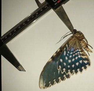 Noctuidae/moth Thysania Agrippina Sp Code 120 From Peru