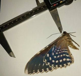 Noctuidae/moth Thysania Agrippina Sp Code 118 From Peru
