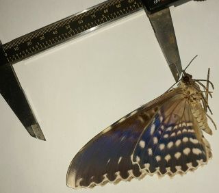 Noctuidae/moth Thysania Agrippina Sp Code 114 From Peru