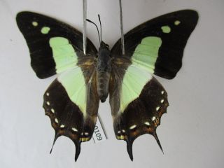 N10109.  Unmounted Butterflies: Nymphalidae Sp.  South Vietnam.  Dong Nai.