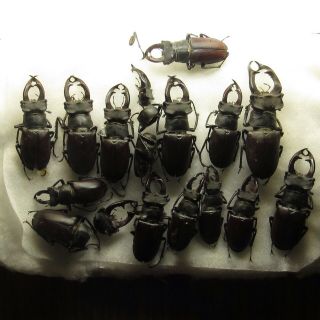 Coleoptera Lucanidae Lucanus Cervus A2 / 15 Piece / Russia. ,  Voronezh Region