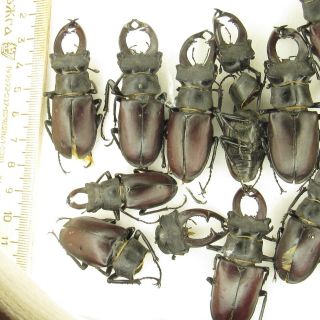 Coleoptera Lucanidae Lucanus cervus A2 / 15 piece / Russia. ,  Voronezh region 2