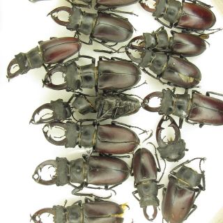 Coleoptera Lucanidae Lucanus cervus A2 / 15 piece / Russia. ,  Voronezh region 3