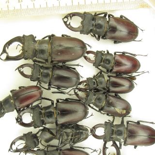 Coleoptera Lucanidae Lucanus cervus A2 / 15 piece / Russia. ,  Voronezh region 4