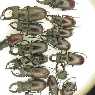 Coleoptera Lucanidae Lucanus cervus A2 / 15 piece / Russia. ,  Voronezh region 5