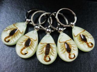 12pcs Real Insects Golden Scorpion Fine Beetle Keychain