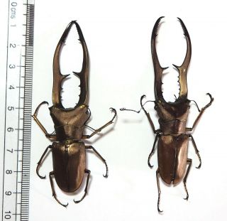 Lucanidae.  2 X Cyclommatus Metallifer,  80mm.  Palu