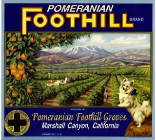 Marshall Canyon Pomeranian Dog Orange Citrus Fruit Crate Box Label Art Print