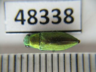 48232.  Buprestidae Sp?.  Vietnam South