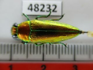 48232.  Buprestidae Chrysochroa Sp?.  Vietnam South