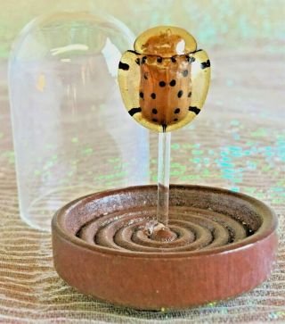 Clb Entomology Taxidermy Ladybug Tortoise Beetle Glass Dome Display Ladybird