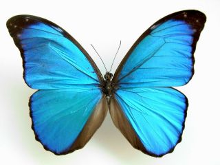 Morpho Anaxibia (folded) A - Taxidermy Real Unmounted