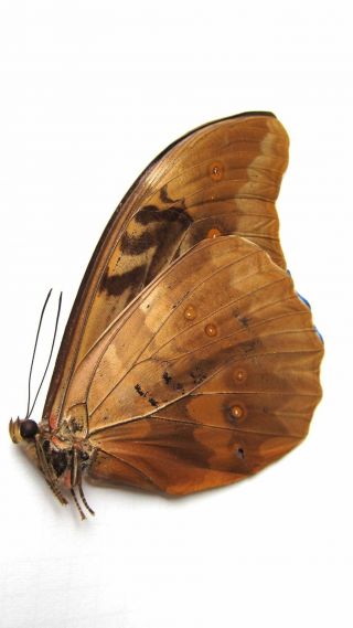 Morpho anaxibia (Folded) A - Taxidermy REAL Unmounted 3