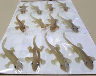 12pcs Lizard Fake Animal Small Rubber Rare
